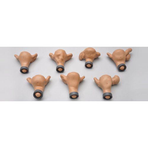 ZOE Uteri Set