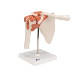 Schultergelenk-Modell, funktional - 3B Smart Anatomy
