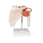 Shoulder Joint Functional Model - 3B Smart Anatomy