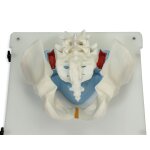 Bonnie Knochenmarkbiopsietrainer