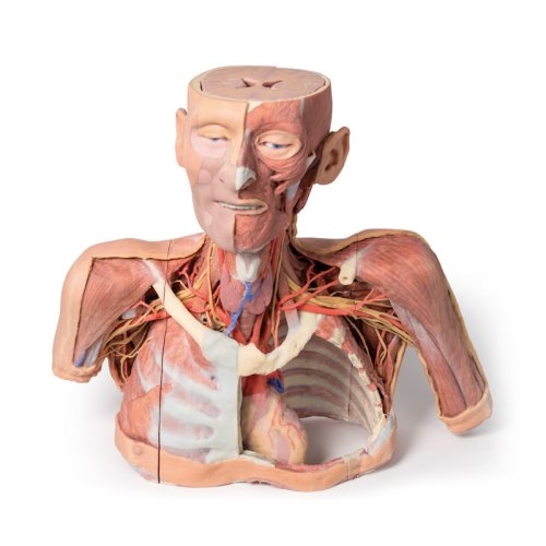3D Head, neck and shoulder model with angiosomes