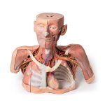 3D Head, neck and shoulder model with angiosomes