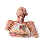 3D Head, neck and shoulder model with angiosomes