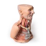 3D Head, neck and shoulder model with angiosomes