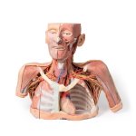 3D Head, neck and shoulder model with angiosomes
