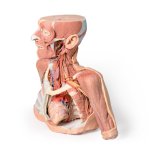 3D Head, neck and shoulder model with angiosomes