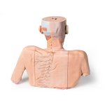 3D Head, neck and shoulder model with angiosomes