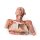 3D Head, neck and shoulder model with angiosomes