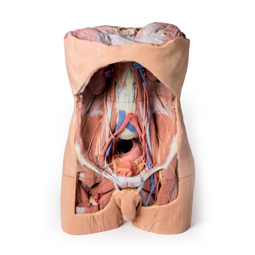 3D Posterior abdominal wall model