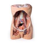 3D Posterior abdominal wall model