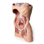 3D Posterior abdominal wall model