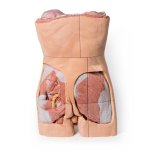 3D Posterior abdominal wall model