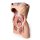 3D Posterior abdominal wall model