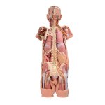 3D Nervous system dissection model (rear view)
