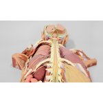 3D Nervous system dissection model (rear view)