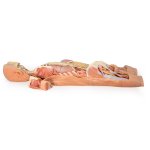 3D Nervensystem Modell - posteriore Ansicht