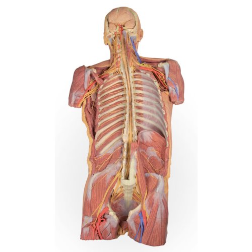 3D Posteriore Körperwand Modell - ventrale tiefe Präparation