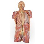 3D Rear body wall model - ventral deep dissection