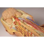 3D Rear body wall model - ventral deep dissection