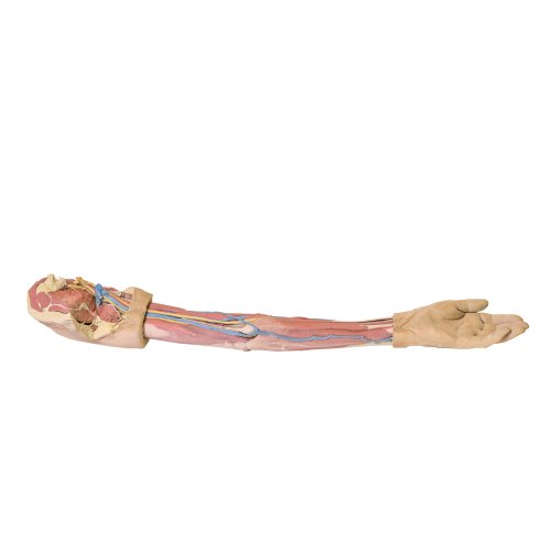 3D Arm Modell, links
