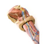 3D Arm Modell, links