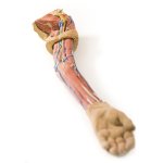3D Arm Modell, links