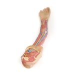 3D Arm Modell, links