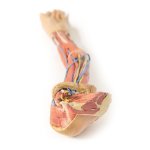 3D Arm Modell, links