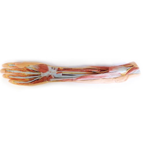3D Forearm and hand model - superficial and deep dissection