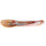3D Forearm and hand model - superficial and deep dissection