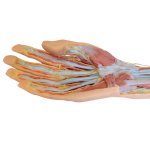 3D Forearm and hand model - superficial and deep dissection
