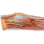 3D Forearm and hand model - superficial and deep dissection