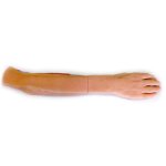 3D Forearm and hand model - superficial and deep dissection