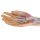 3D Forearm and hand model - superficial and deep dissection