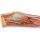3D Forearm and hand model - superficial and deep dissection