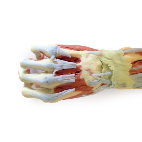 3D Arm und Hand Modell - tiefe Präparation