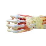 3D Arm and hand model - deep dissection