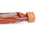 3D Arm und Hand Modell - tiefe Präparation
