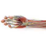 3D Arm und Hand Modell - tiefe Präparation