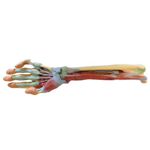 3D Forearm and hand model - deep dissection