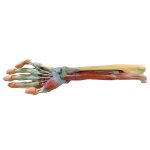 3D Unterarm und Hand Modell - tiefe Pr&auml;paration