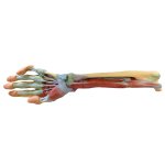 3D Forearm and hand model - deep dissection