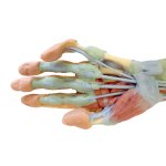 3D Forearm and hand model - deep dissection