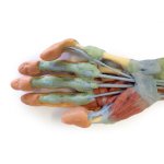 3D Forearm and hand model - deep dissection