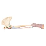 3D Upper arm - biceps, bones and ligaments  model