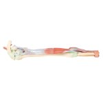 3D Upper arm - biceps, bones and ligaments  model