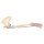 3D Upper arm - biceps, bones and ligaments  model