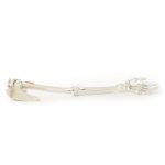 3D Upper arm - ligaments model