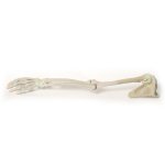 3D Upper arm - ligaments model