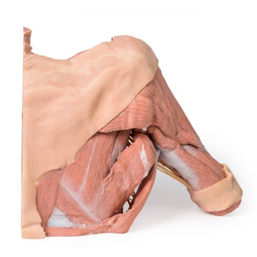 3D Thoracic wall model, right - axilla and the root of the neck